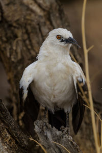 A southern pied babbler in erindi, a park in the erongo region of namibia