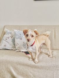 Portrait of dog on bed at home