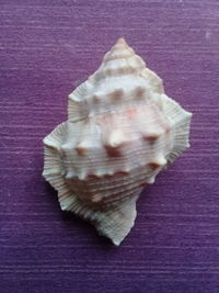 Directly above shot of seashells on table