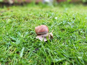 Close-up of snail on grass