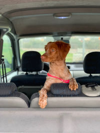 Dog sitting in car