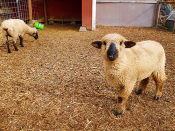 Sheep standing in a field