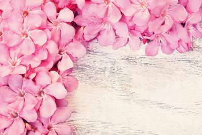 Close-up of pink flowering plant on table