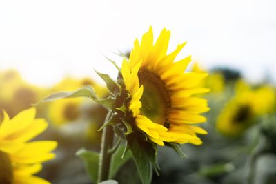 Close-up of yellow flowering plant