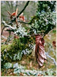 Close-up of dry leaves hanging on tree
