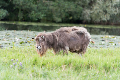 Goat standing in a field