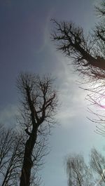 Low angle view of bare trees against sky