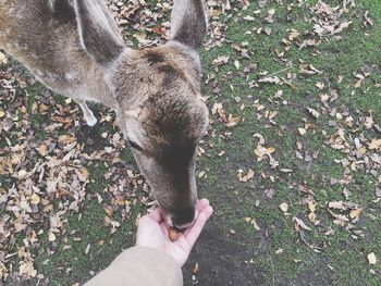 Cropped image of hand holding dog