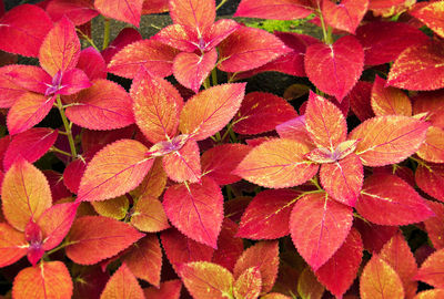 Full frame shot of autumnal leaves