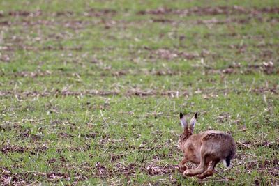 Rabbit running on field