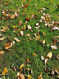 Full frame shot of grass