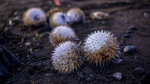 High angle view of cactus growing on field