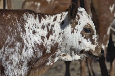 Close-up of an animal