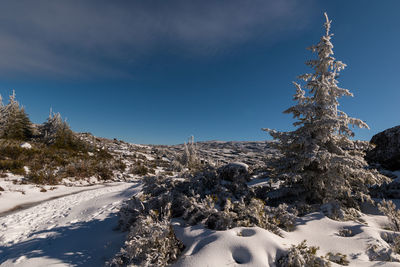 Trees on snow covered field against sky