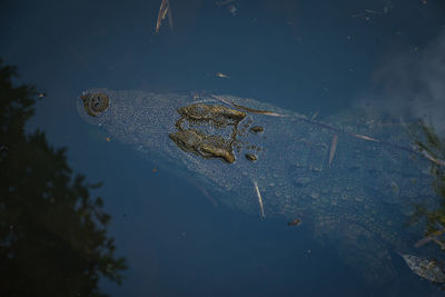 High angle view of prehistoric large brown crocodile swimming in wild lake 