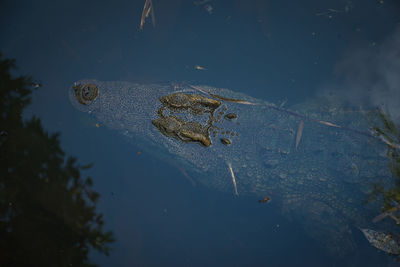 High angle view of crab swimming in lake