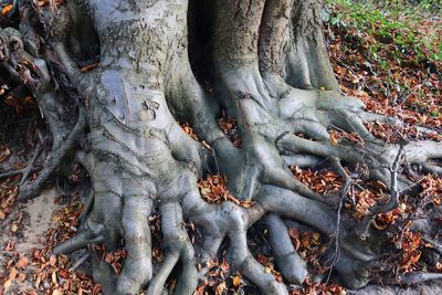 Close-up of roots on tree trunk