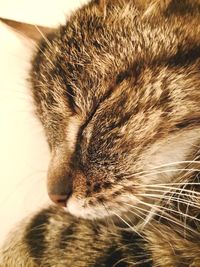 Close-up of cat sleeping