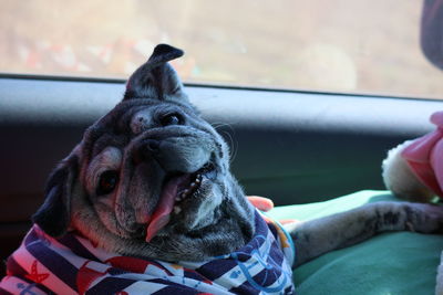 Fat dog, old pug with a cute smile.