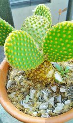 Close-up of prickly pear cactus