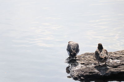 View of ducks swimming in sea