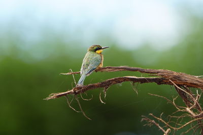 Low angle view of bird perching on branch