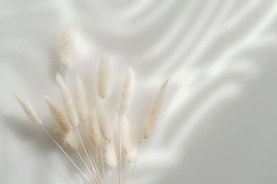 Close-up of white dandelion