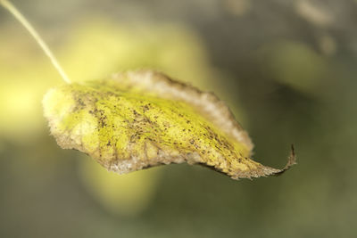 Close-up of dry leaf