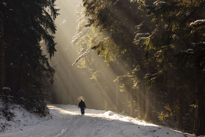 Rear view of man on snow covered land amidst trees