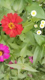 Close-up of pink flowering plants