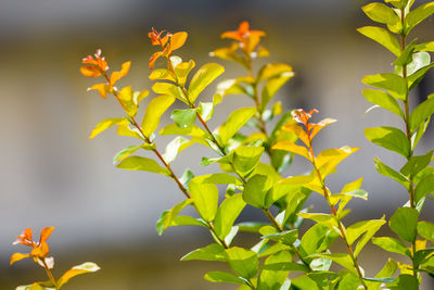 Close-up of yellow flowering plant leaves