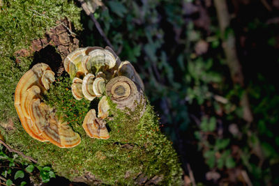 High angle view of mushroom