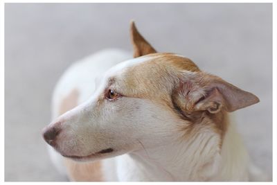 Close-up of dog