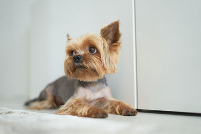 Portrait of dog at home