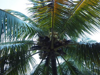 Low angle view of palm trees against sky