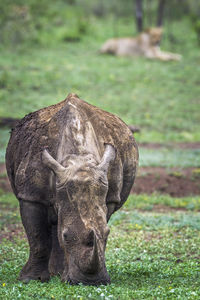 Rhinoceros grazing on land