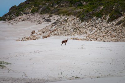Blesbok or blesbuck antelope in sand dunes at cape of good hope nature reserve, south africa
