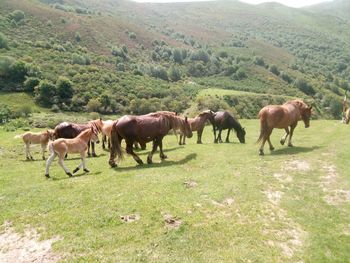 Horses in a field