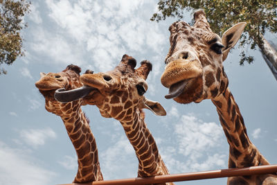 Huge giraffes pulling out their tongues to be photographed.