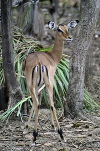 Squirrel standing on tree trunk in forest