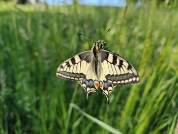 Close-up of butterfly pollinating flower