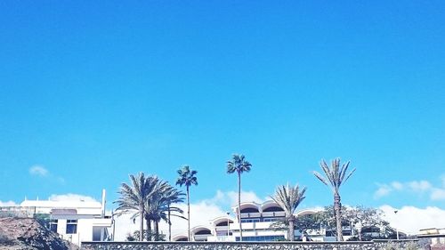 Low angle view of palm trees against blue sky