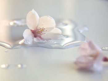 Close-up of white rose on table