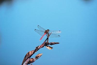 Low angle view of dragonfly on plant against clear blue sky