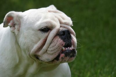 Close-up of english bulldog on field