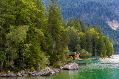 Scenic view of river amidst trees