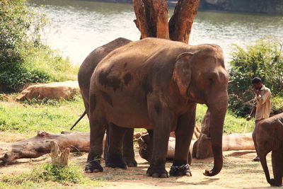 Man with elephants at lakeshore