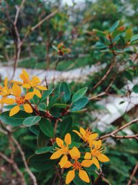 Close-up of yellow flowers blooming outdoors