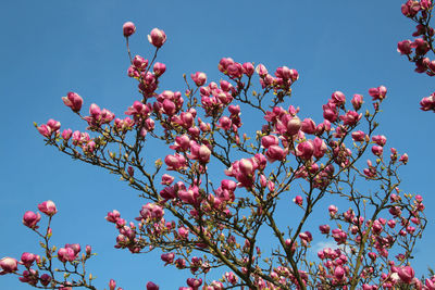 Low angle view of pink flowering tree against clear blue sky