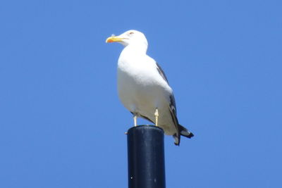 Low angle view of seagull perching against clear blue sky